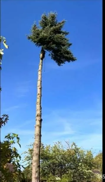 Réduction de couronne terminée par Christophe, élagueur à Tarbes
