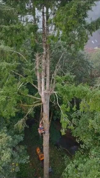 Élagage en hauteur, Christophe encordé dans l'arbre